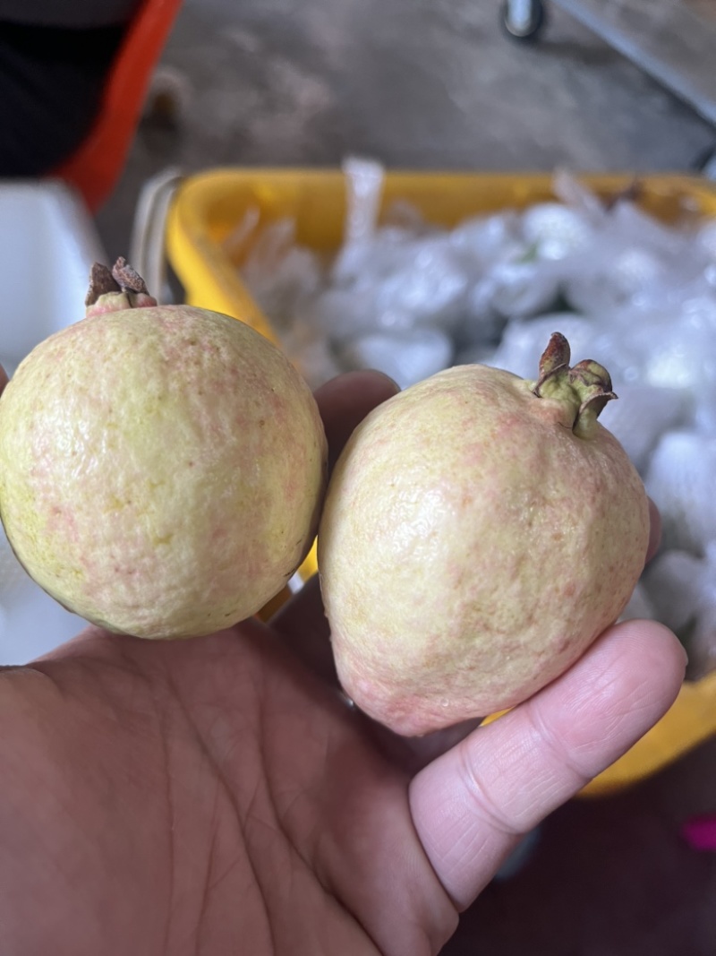 胭脂红芭乐，芭乐中的爱马仕，喜欢的来来来