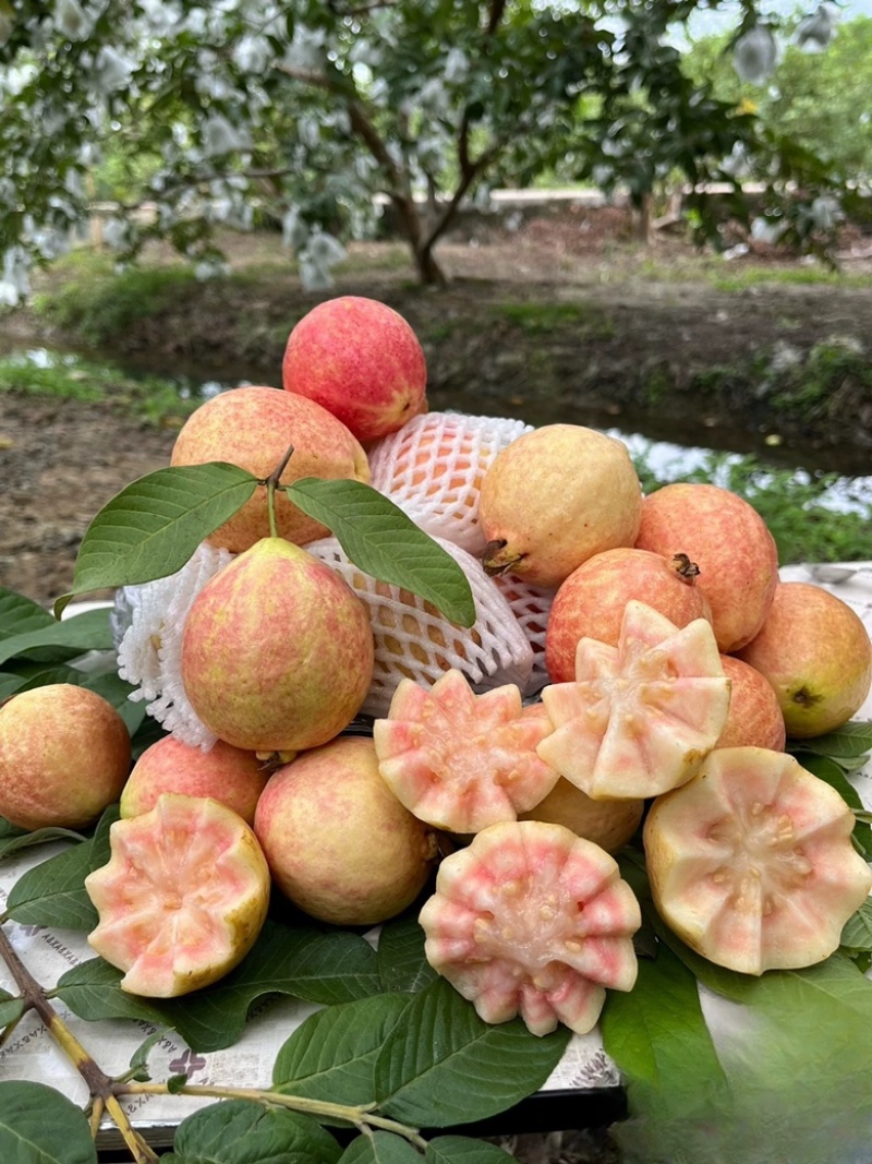 胭脂红芭乐，芭乐中的爱马仕，喜欢的来来来