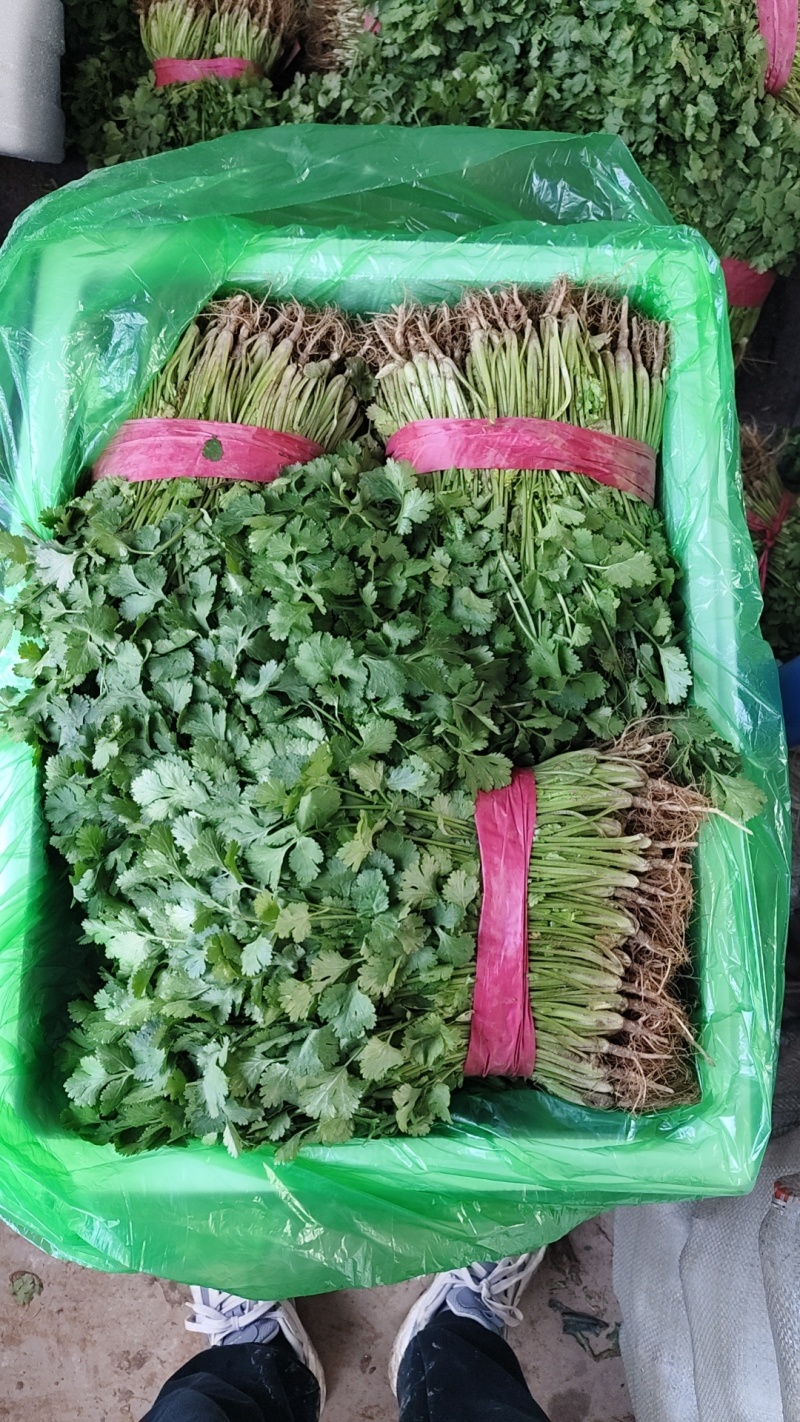 精品大叶香菜产地直供支持各种包装