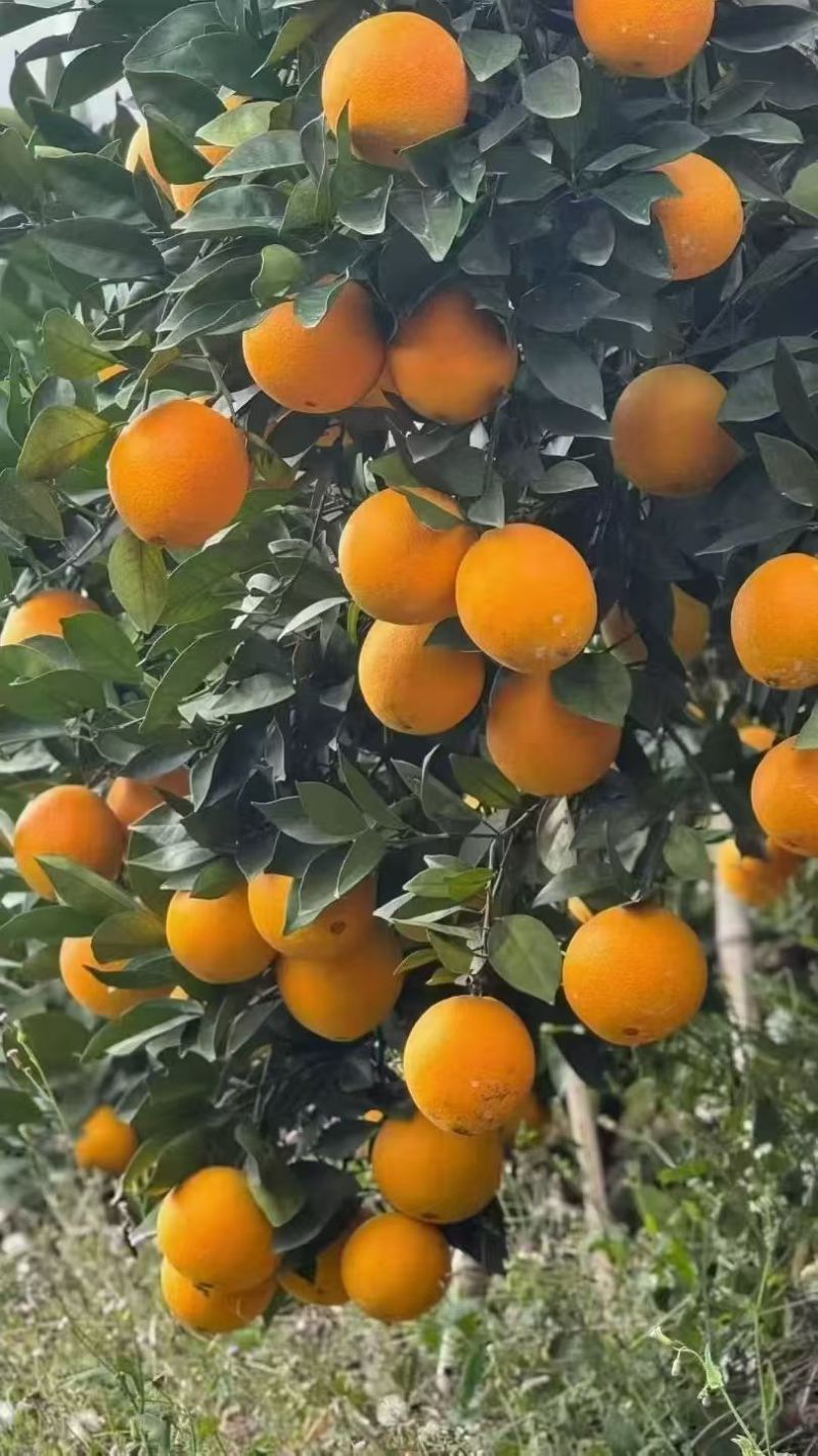 赣南脐橙元旦福利单欢迎咨询