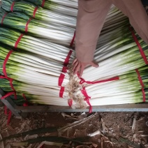 【基地直供钢葱】现采现发超新鲜！白杆青绿、鲜脆多汁。