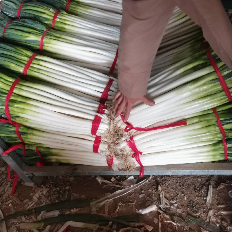 【基地直供钢葱】现采现发超新鲜！白杆青绿、鲜脆多汁。