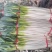 【基地直供钢葱】现采现发超新鲜！白杆青绿、鲜脆多汁。