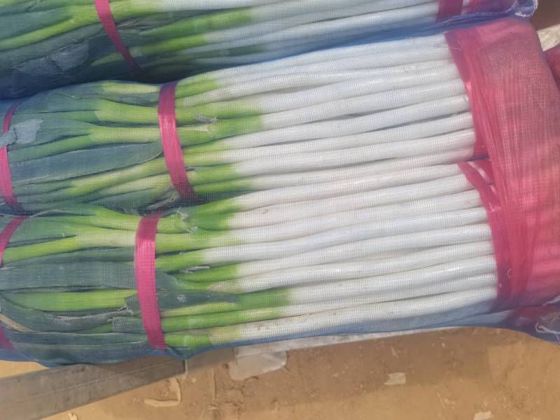 【基地直供钢葱】现采现发超新鲜！白杆青绿、鲜脆多汁。