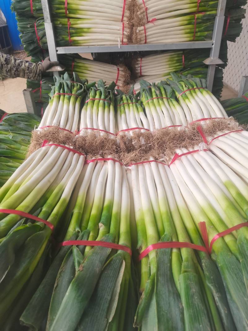 【基地直供钢葱】现采现发超新鲜！白杆青绿、鲜脆多汁。