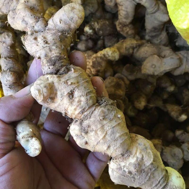 鸡头黄精野生（陕西）黄精供应量大全国供货质量价格都有保障