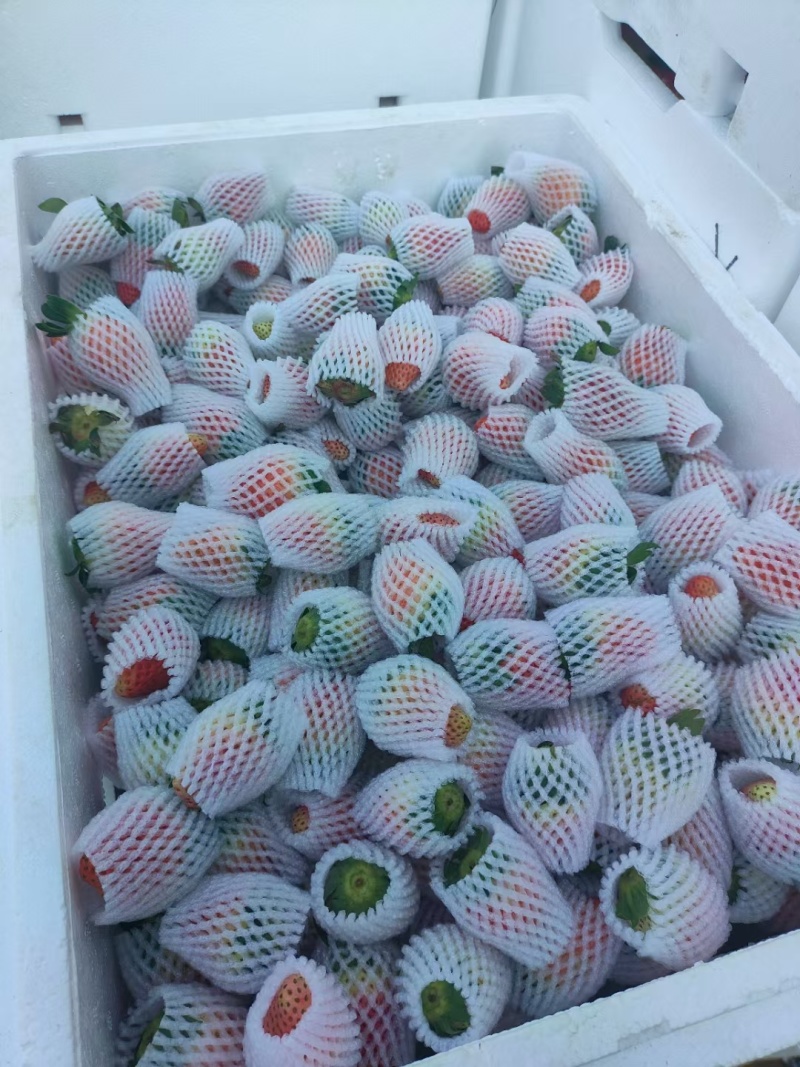草莓大凉山露天冬草莓支持烘焙糖葫芦市场电商一件代发