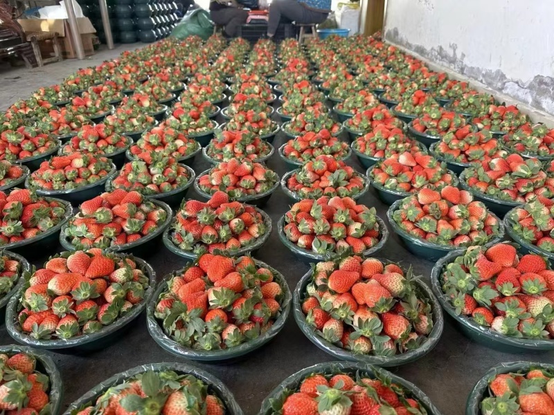 草莓大凉山露天冬草莓支持烘焙糖葫芦市场电商一件代发