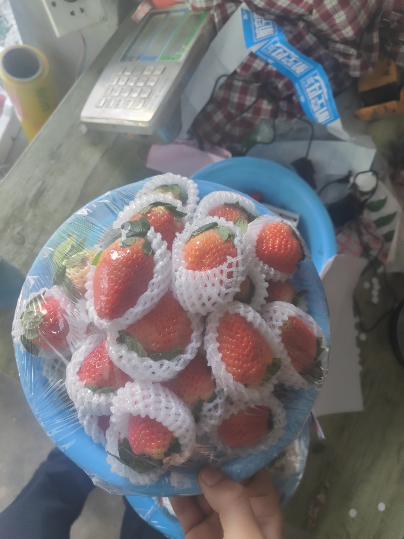 草莓大凉山露天冬草莓支持烘焙糖葫芦市场电商一件代发