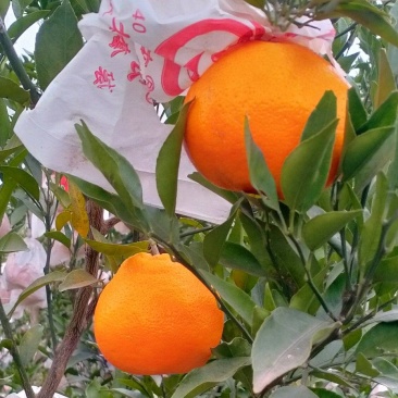 耙耙柑大量供货对接全国市场/商超/社区团购/支持视频