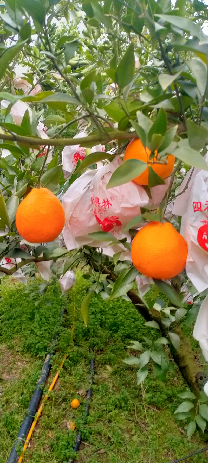 耙耙柑大量供货对接全国市场/商超/社区团购/支持视频
