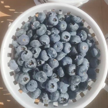 云南花香蓝莓，大量上市，品质保证，欢迎咨询