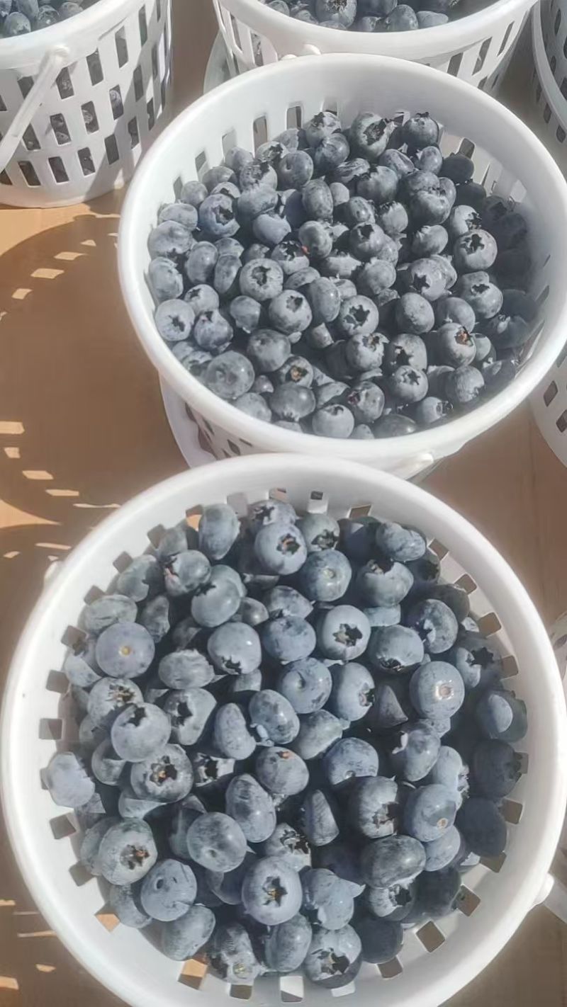 云南花香蓝莓，大量上市，品质保证，欢迎咨询