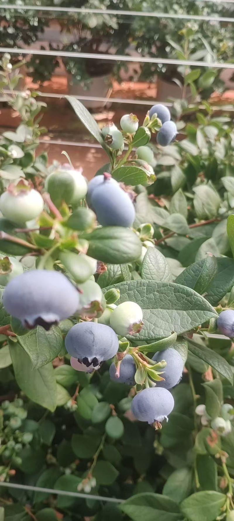 云南花香蓝莓，大量上市，品质保证，欢迎咨询