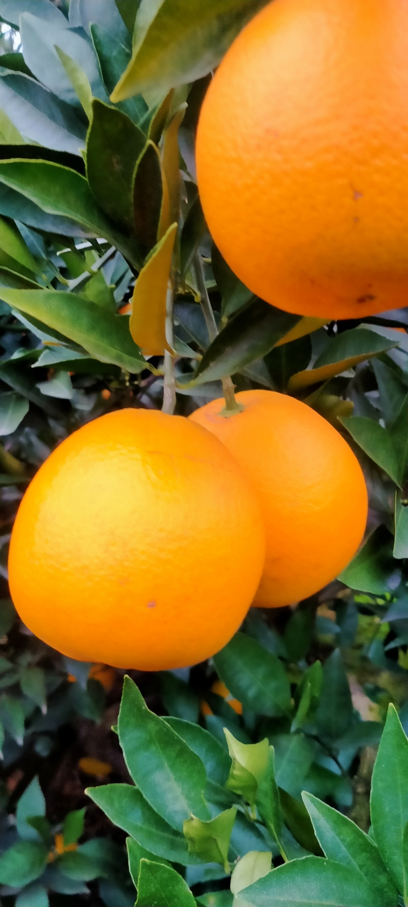 脐橙