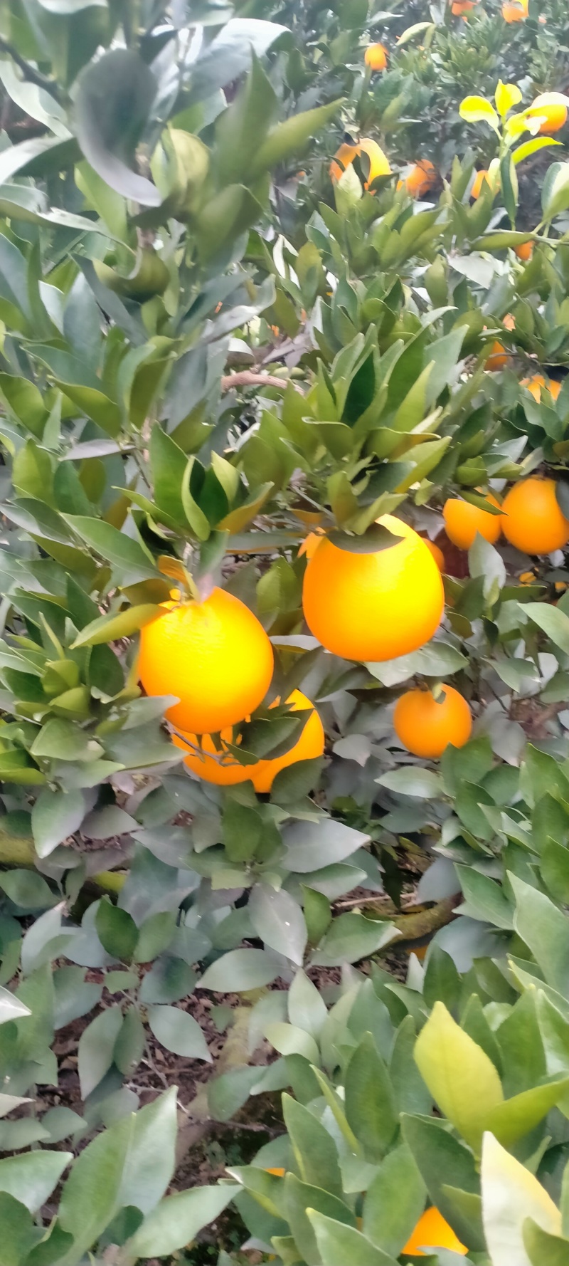 脐橙