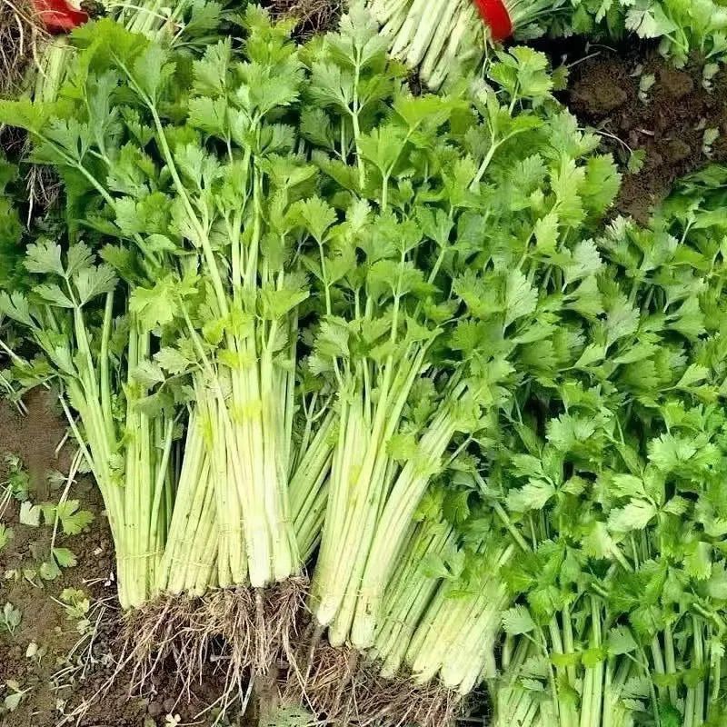小香芹云南产地直供大量现货品质保证量大价优全国发货