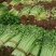 小香芹云南产地直供大量现货品质保证量大价优全国发货
