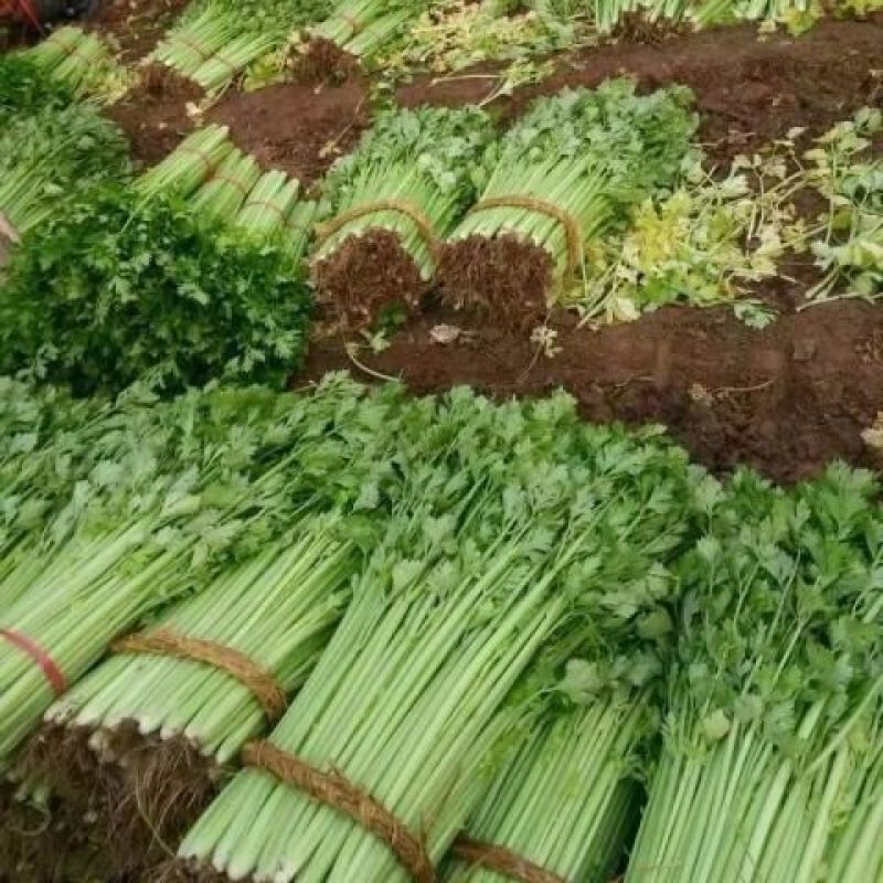 小香芹云南产地直供大量现货品质保证量大价优全国发货