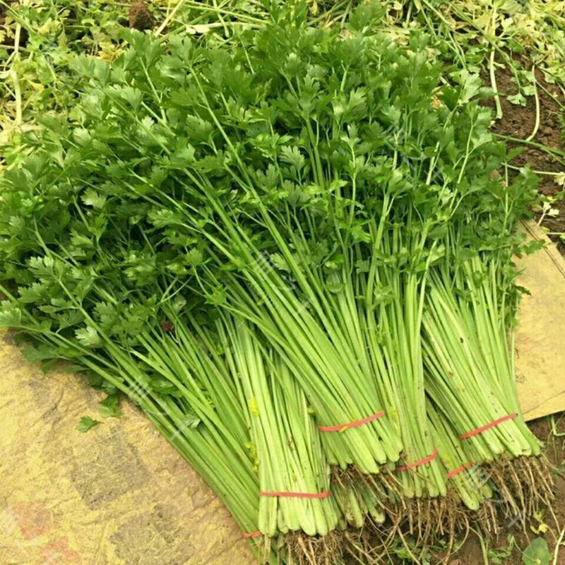 小香芹云南产地直供大量现货品质保证量大价优全国发货