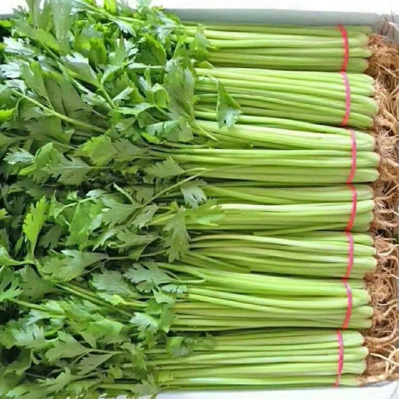 香芹产地直供大量现货品质保证量大价优全国发货