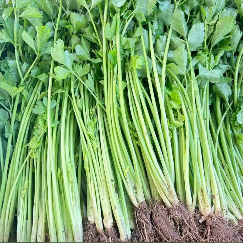 香芹产地直供大量现货品质保证量大价优全国发货