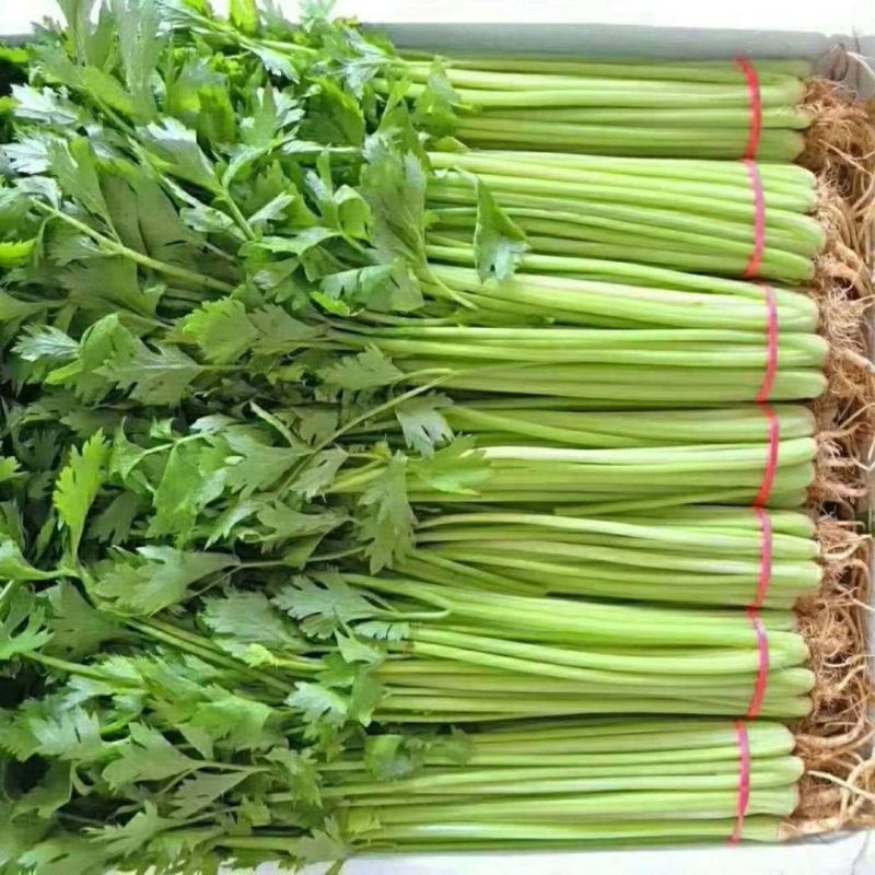 香芹产地直供大量现货品质保证量大价优全国发货