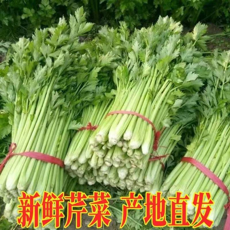 香芹产地直供大量现货品质保证量大价优全国发货