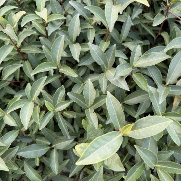 梅占茶苗基地现货直发量大从优