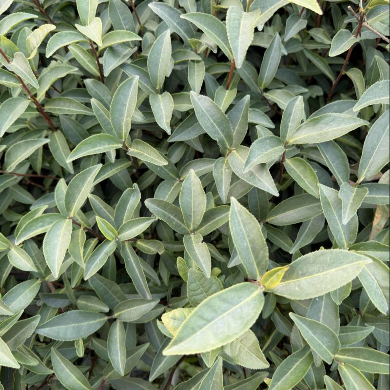 梅占茶苗基地现货直发量大从优