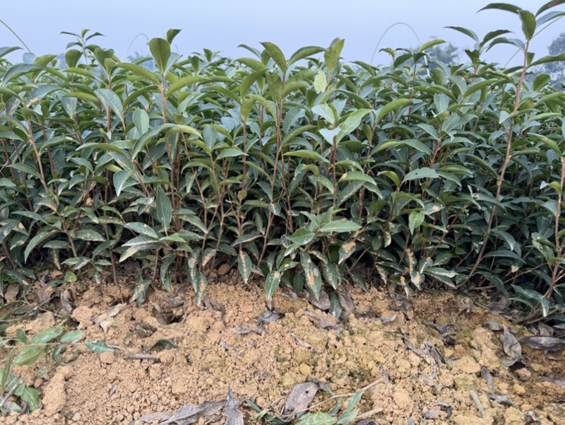 梅占茶苗基地现货直发量大从优