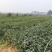 梅占茶苗基地现货直发量大从优