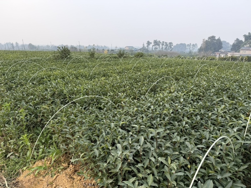 梅占茶苗基地现货直发量大从优