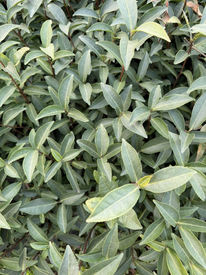 梅占茶苗基地现货直发量大从优