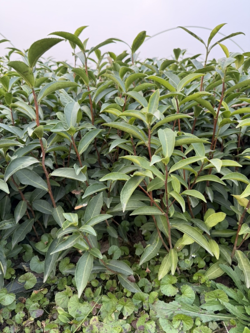 梅占茶苗基地现货直发量大从优
