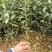 梅占茶苗基地现货直发量大从优