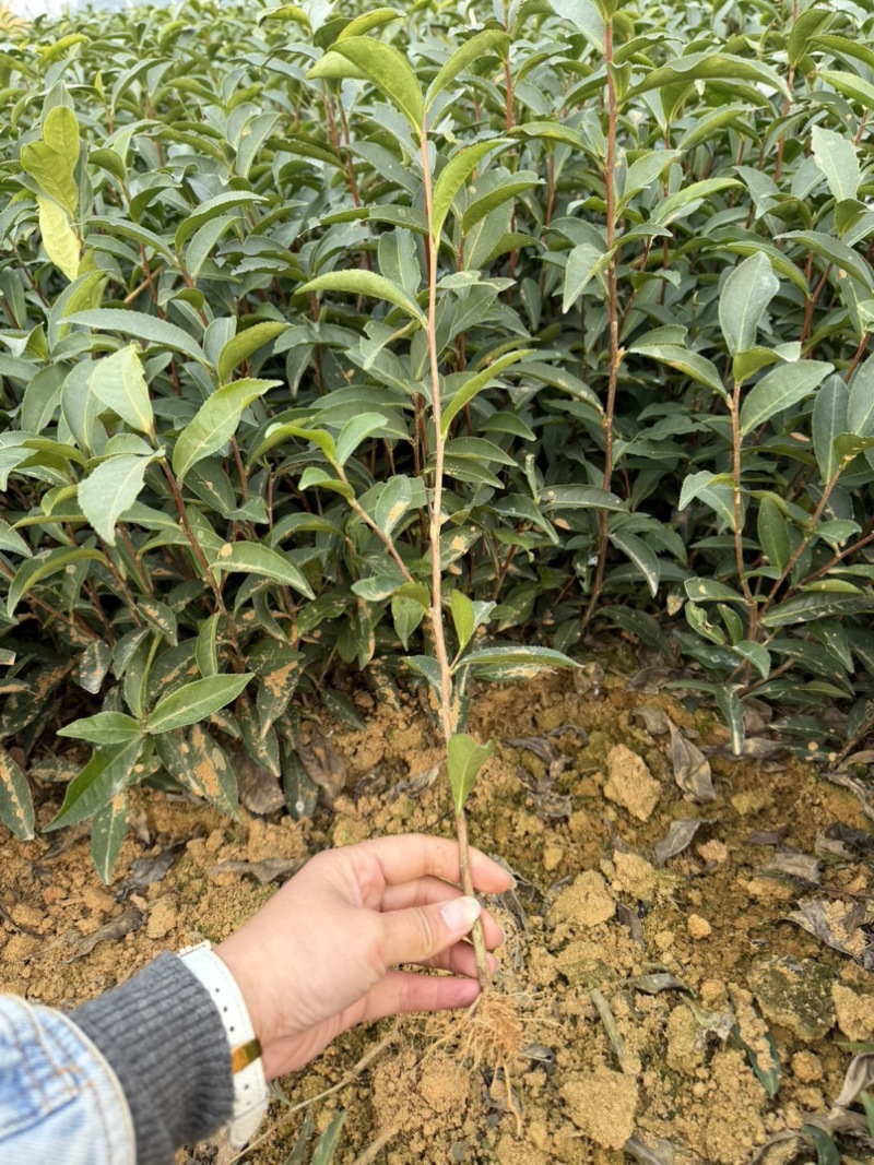 梅占茶苗基地现货直发量大从优