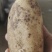 土豆，土豆食堂货，精品高次土豆，黄皮黄瓤土豆