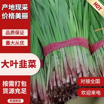 韭菜河北韭菜新鲜韭菜上市现割现卖欢迎电话咨询