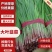 韭菜河北韭菜新鲜韭菜上市现割现卖欢迎电话咨询