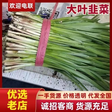 《热卖》河北大叶韭菜基地直发对接商超团购电商一条龙