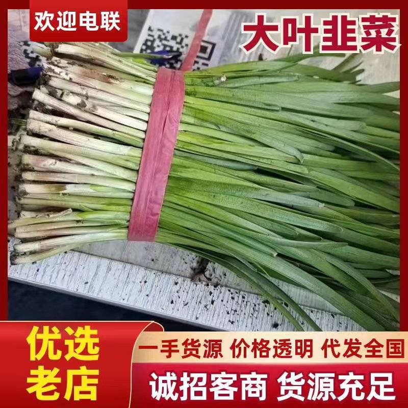 《热卖》河北大叶韭菜基地直发对接商超团购电商一条龙