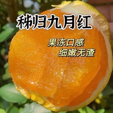 湖北秭归九月红脐橙，果面干净皮薄多汁，产地直供，价格不高