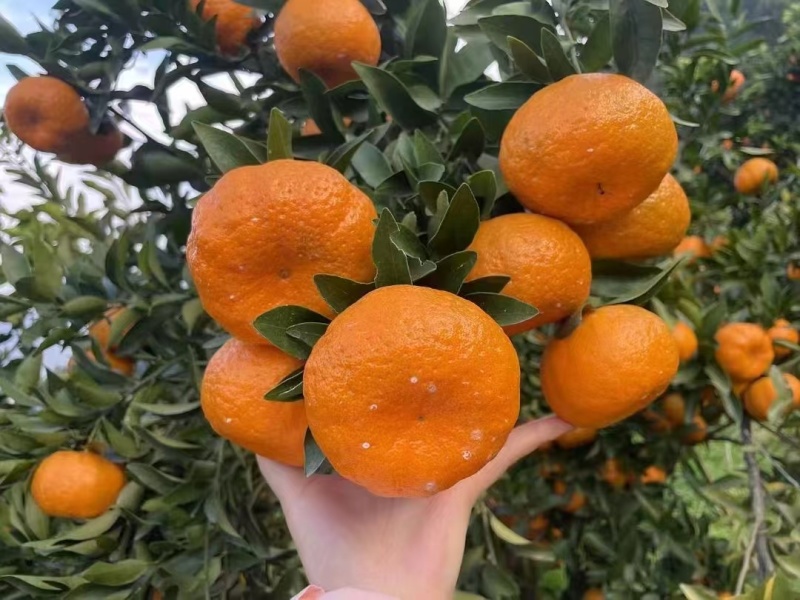 湖北芦柑（椪柑）大量上市，口感好，价格便宜，