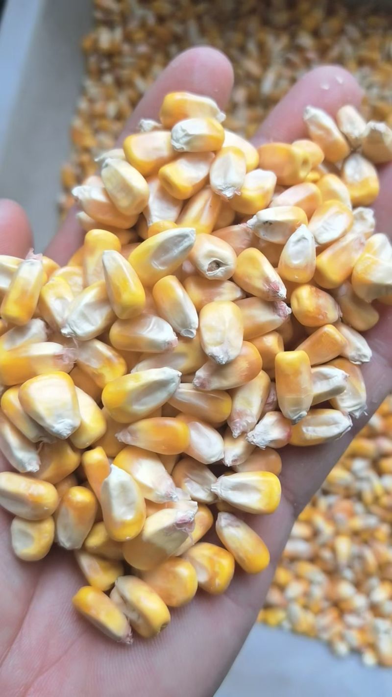 烘干玉米