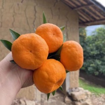 湖北芦柑（椪柑）大量上市，口感好，价格便宜，