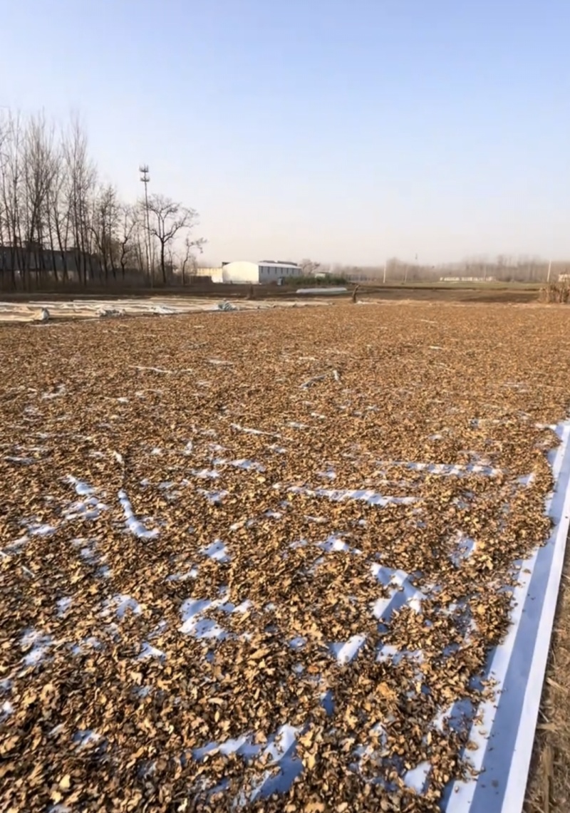 野生苍术源头产地大量发货