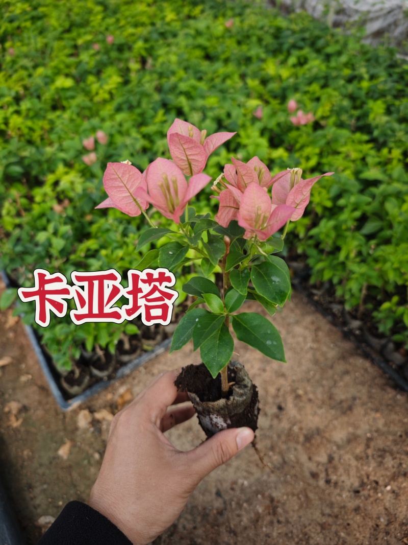 三角梅小苗几十个品种欢迎咨询品种齐全基地发货