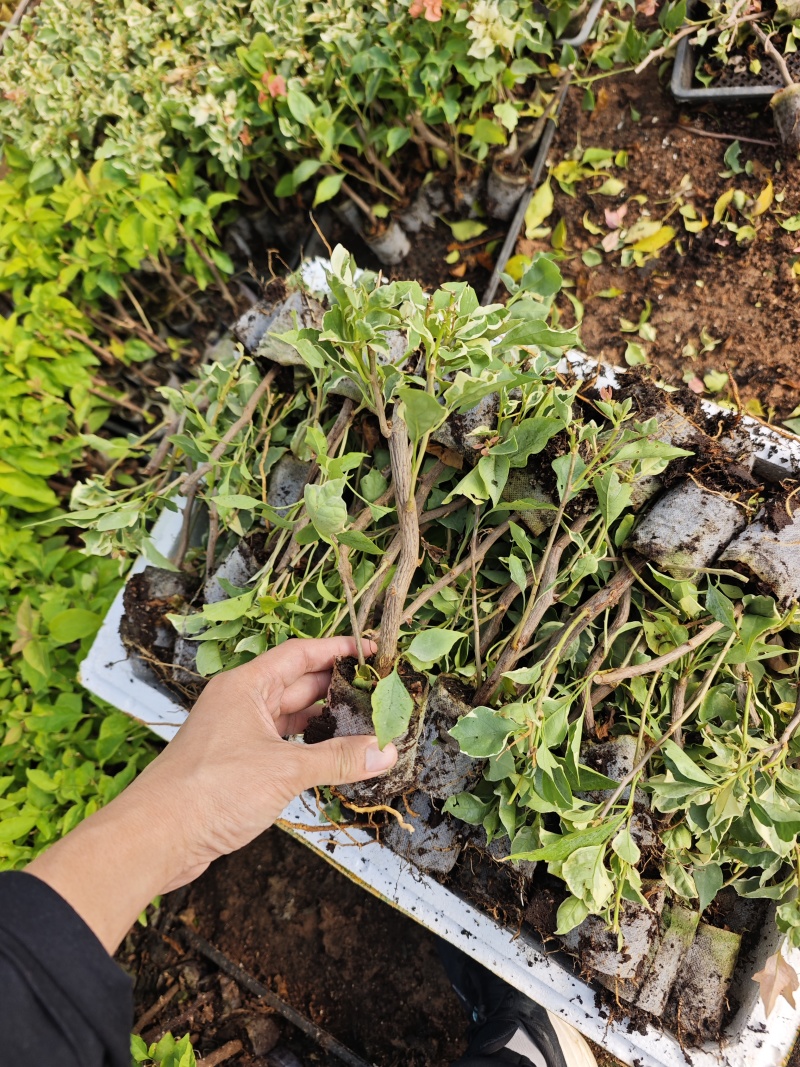 三角梅小苗品种齐全福建袋苗无纺布三角梅小苗基地批发