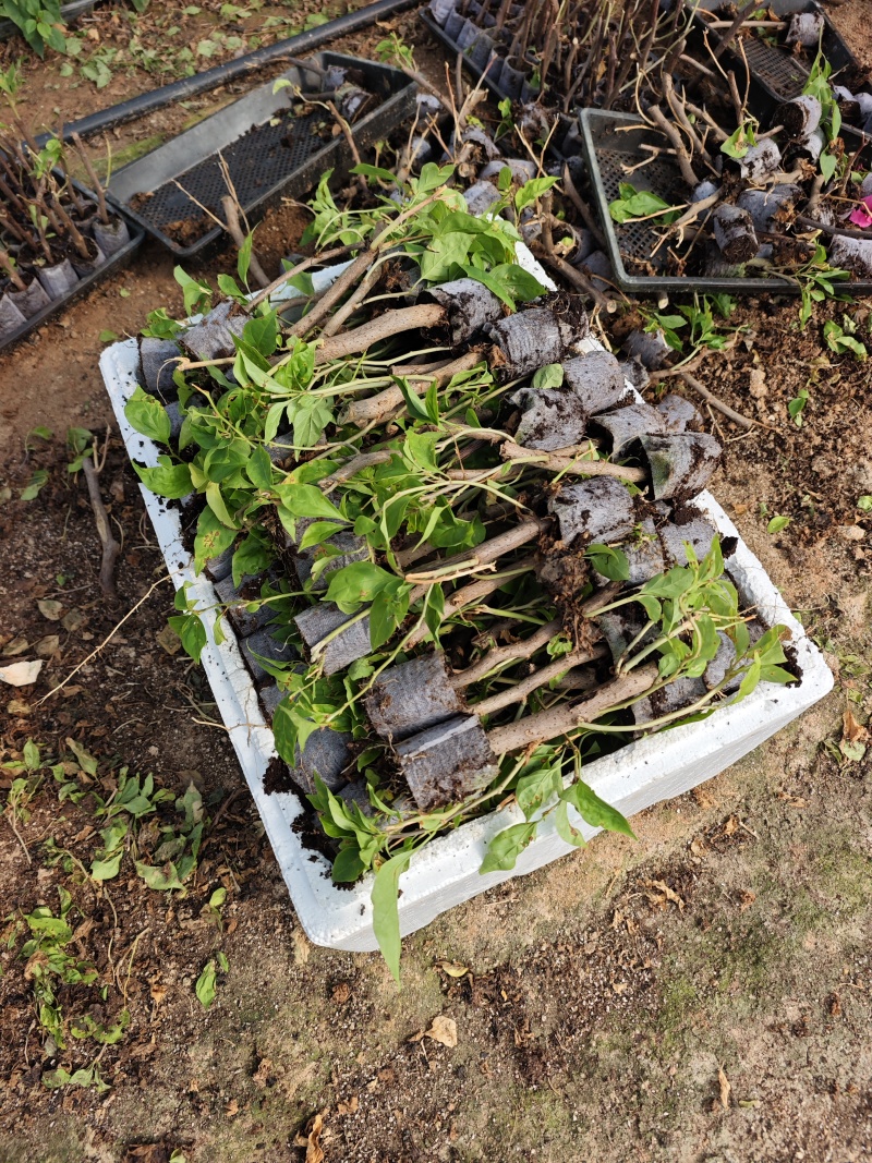 三角梅小苗品种齐全福建袋苗无纺布三角梅小苗基地批发